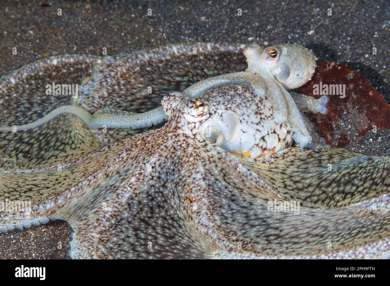 Accoppiamento di polipi a braccio lungo (Octopus defilippi) Lembeh Strait, Nord Sulawesi, Indonesia. Foto Stock