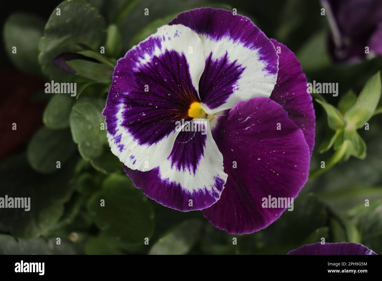 Pansy fiore. I fiori viola hanno marcature bianche e gialle e fiori centrali scuri. Foto Stock