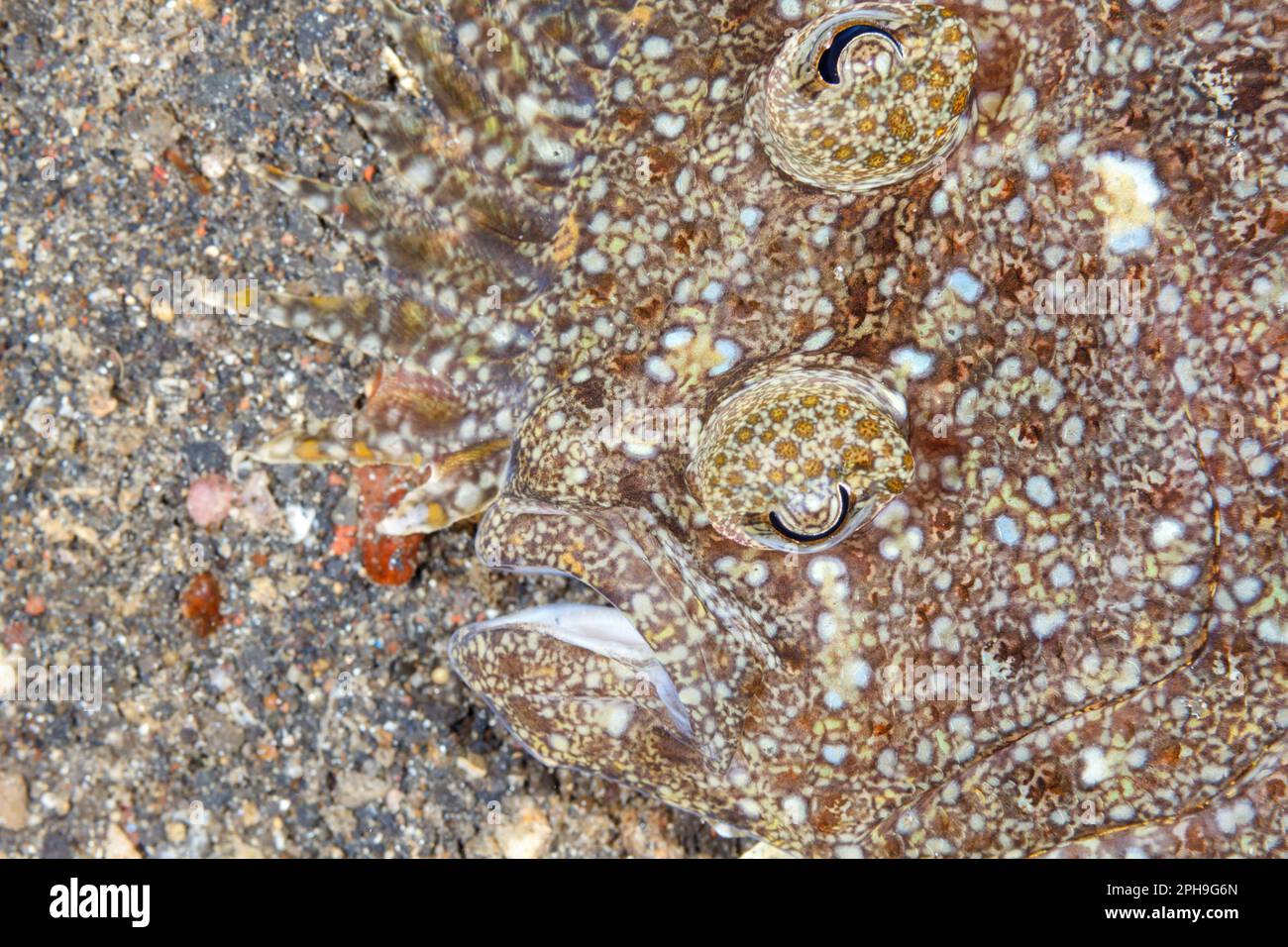 Passera pianuzza (Bothus mancus) Lembeh Strait, Sulawesi settentrionale, Indonesia Foto Stock