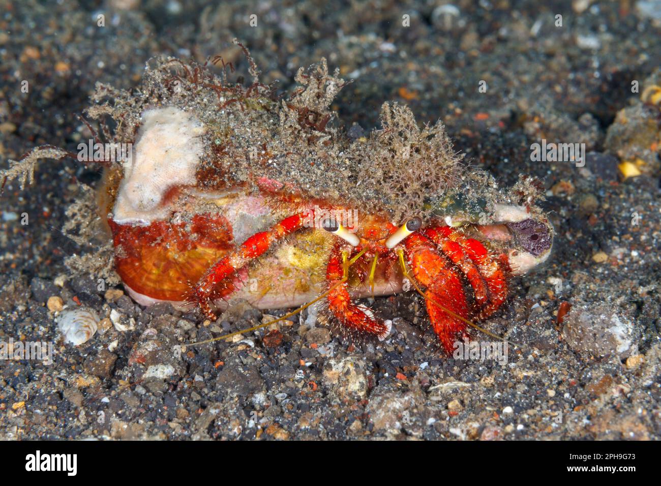 Granchio eremita. Lembeh Strait, Sulawesi settentrionale, Indonesia Foto Stock