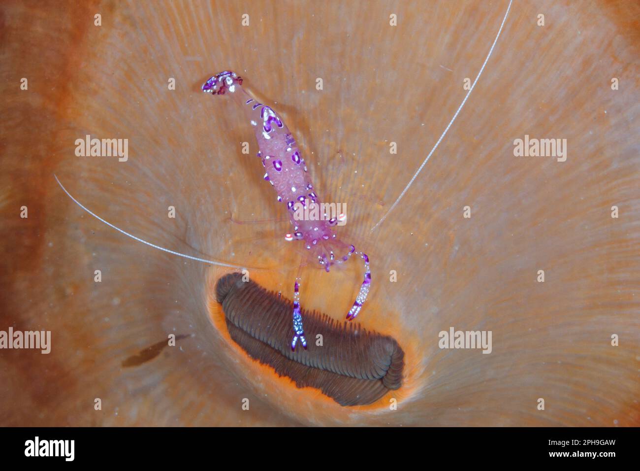 Sarasvati gamberi anemoni (Ancylomenes sarasvati) Lembeh Strait, Nord Sulawesi, Indonesia Foto Stock