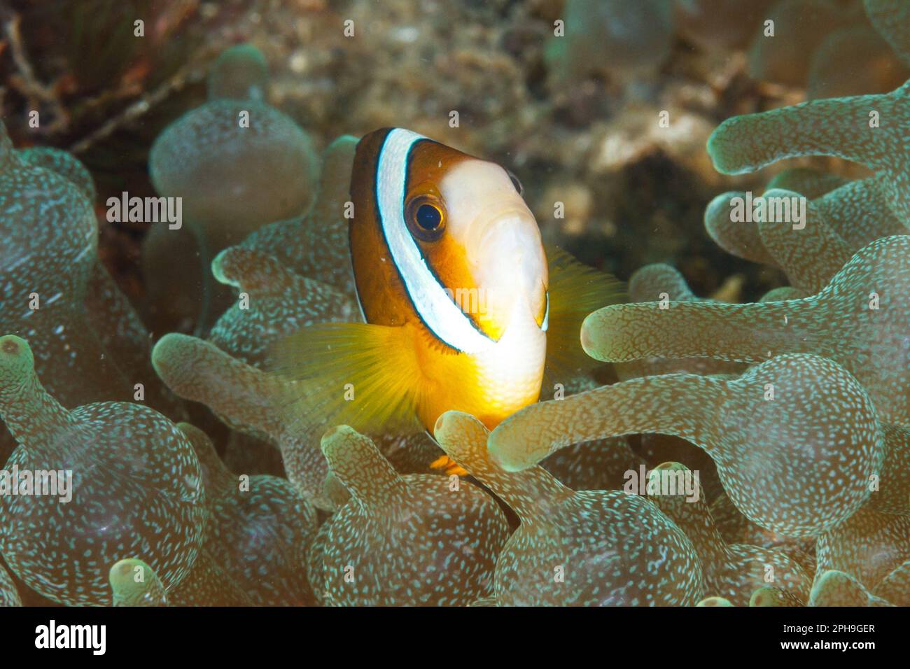 Clarks anemonefish (Amphiprion clarkii) Lembeh Strait, Sulawesi settentrionale, Indonesia. Foto Stock