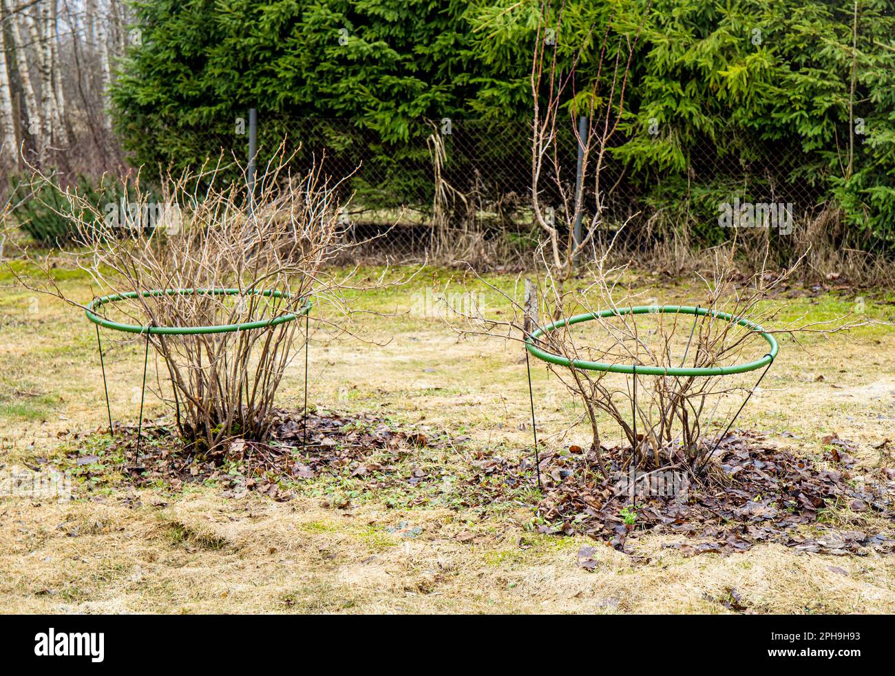 Cespuglio di ribes nero con utensile di supporto arbusti all'aperto in primavera, le preparazioni primaverili funzionano nel giardino domestico. Foto Stock