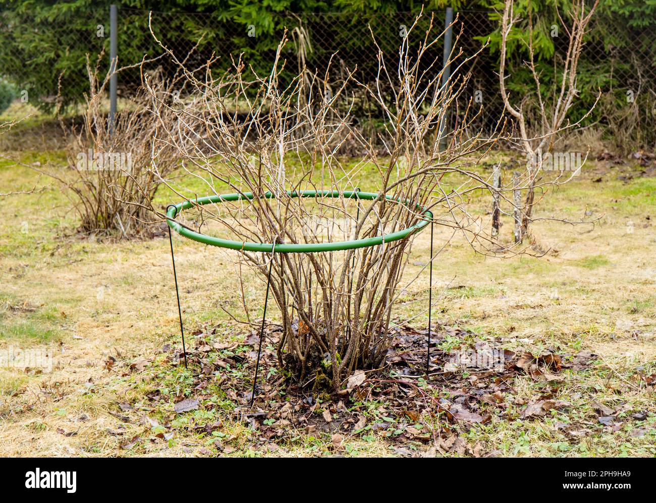 Cespuglio di ribes nero con utensile di supporto arbusti all'aperto in primavera, le preparazioni primaverili funzionano nel giardino domestico. Foto Stock