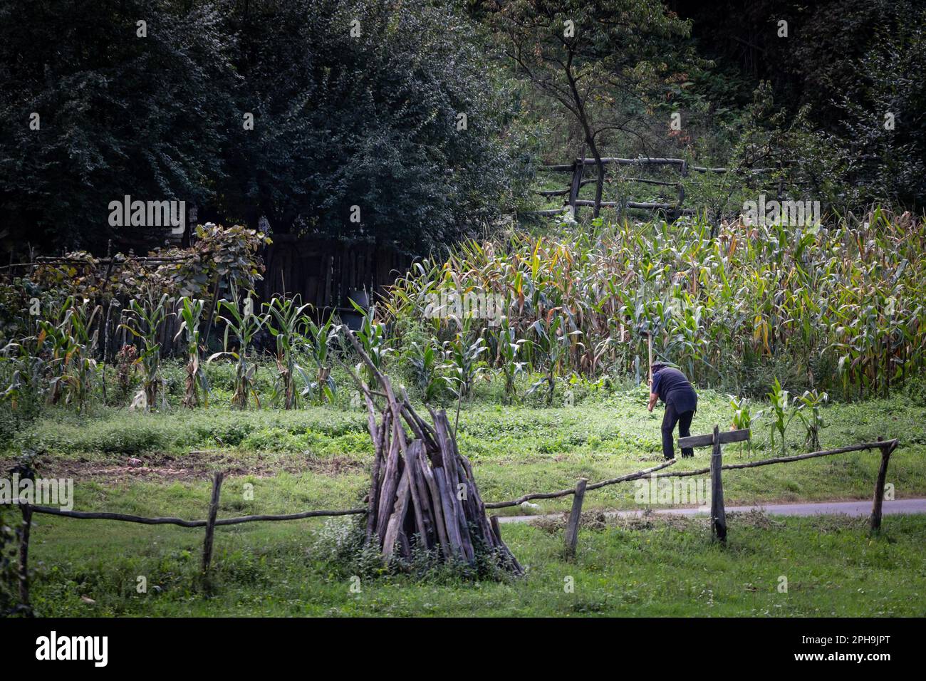 Immagine di un contadino rumeno, una donna anziana, arando e raccogliendo nel proprio campo, vicino a Baile Herculane, in Romania. Foto Stock