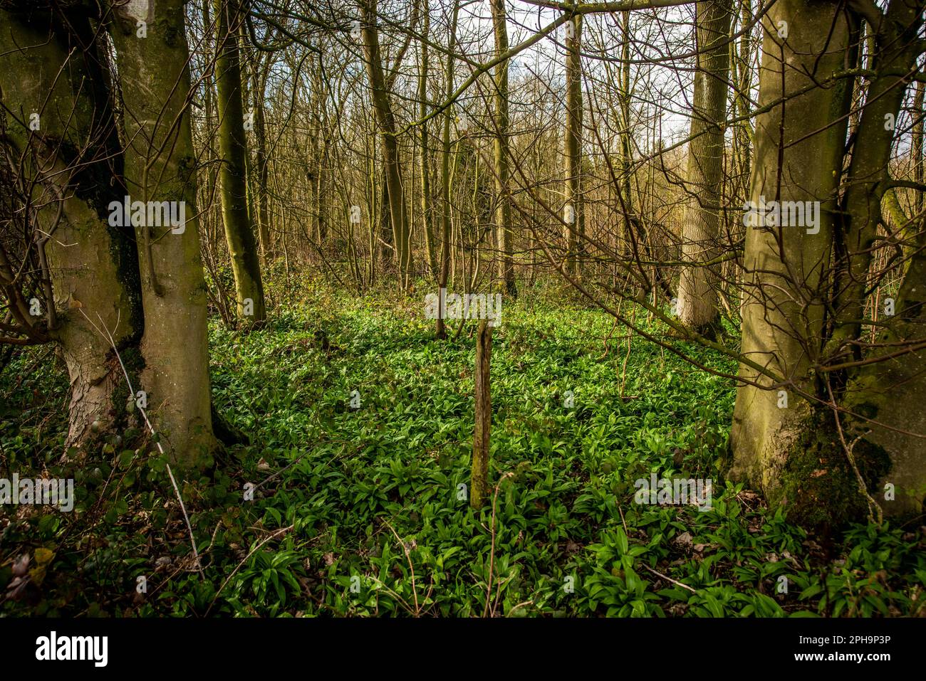 Un piccolo bosco nell'East Riding dello Yorkshire tappezzato con piante di aglio selvatico. Foto Stock