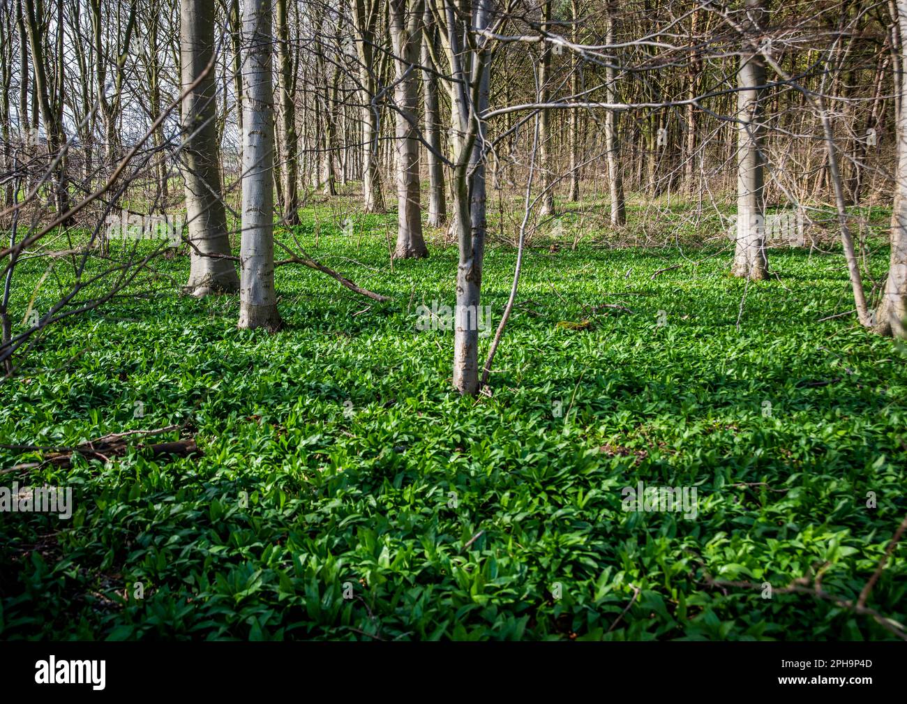 Un piccolo bosco nell'East Riding dello Yorkshire tappezzato con piante di aglio selvatico. Foto Stock
