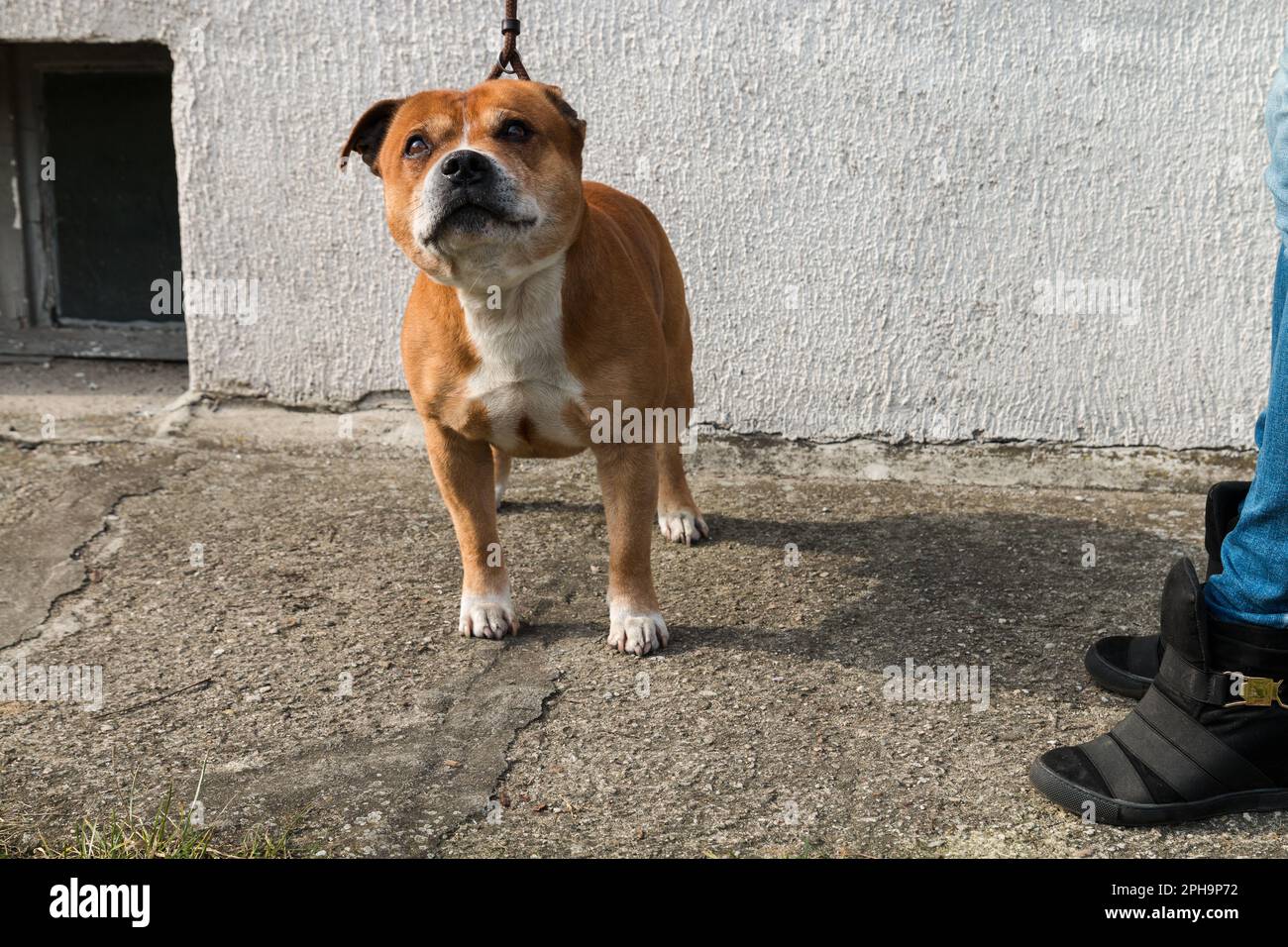 Inglese staffordshire bull terrier cane, ritratto animale domestico. Foto Stock