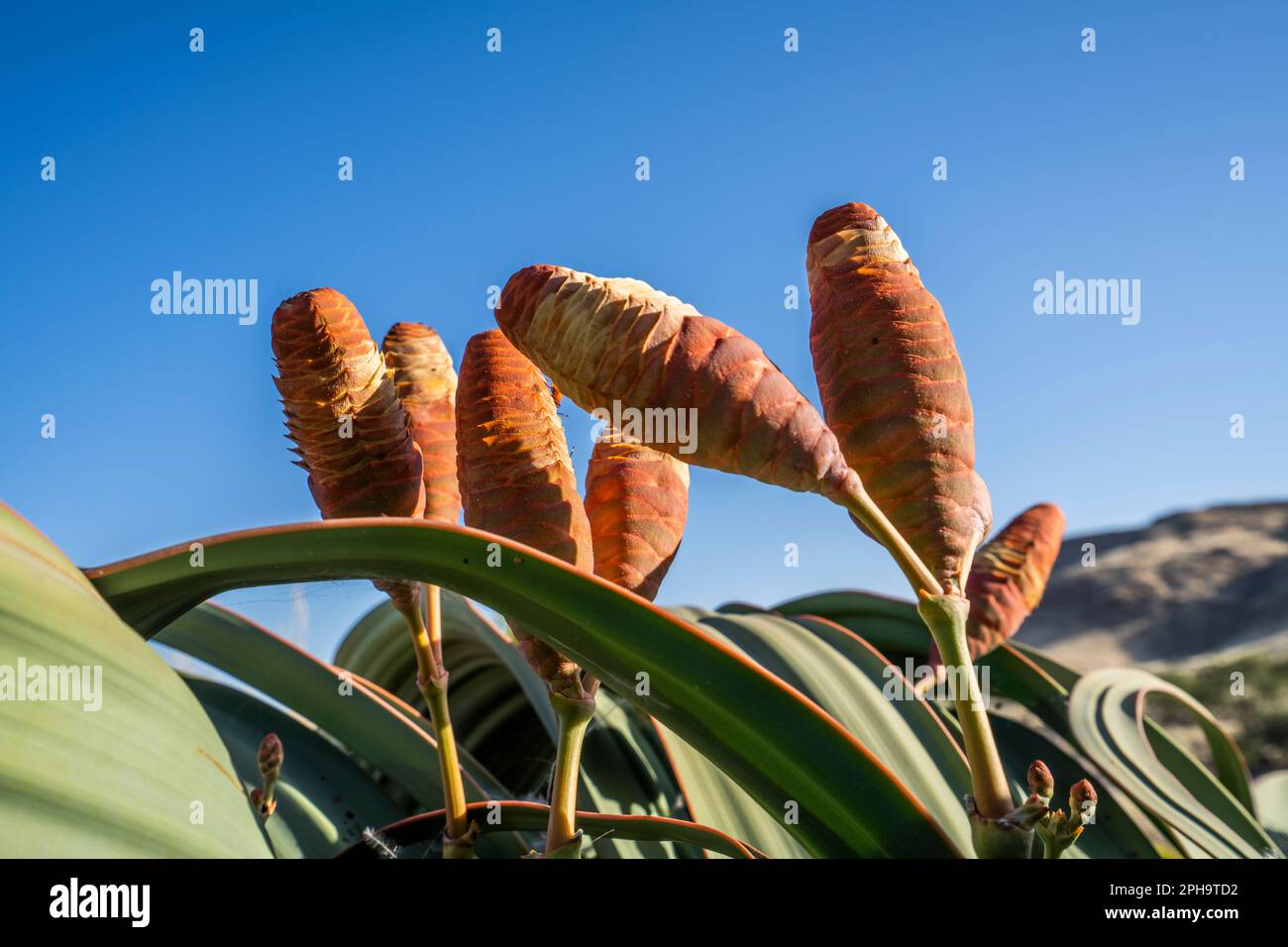 Welwitschias, Welwitschia mirabilis, pianta con fiori e cielo blu. Nel Namib Naukluft National Park, Skeleton Coast, Namibia, Africa Foto Stock