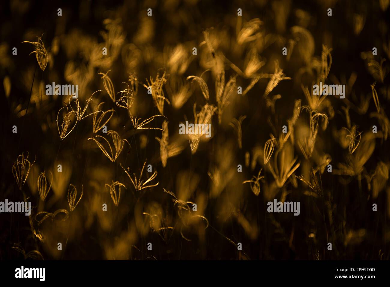 Primo piano, dettagli di lame di erba in luce dorata. Retroilluminata della luce del tramonto africana. Texture di modelli astratti. Parco Nazionale di Hwange, Zimbabwe Foto Stock