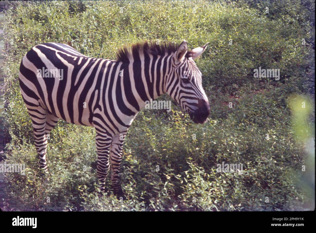 Le zebre sono equini africani con distintivi camici a righe in bianco e nero. Ci sono tre specie viventi: La zebra di Grévy, la zebra di pianura e la zebra di montagna. Le zebre condividono il genere Equus con cavalli e asini, i tre gruppi essendo gli unici membri viventi della famiglia degli equidi. Foto Stock