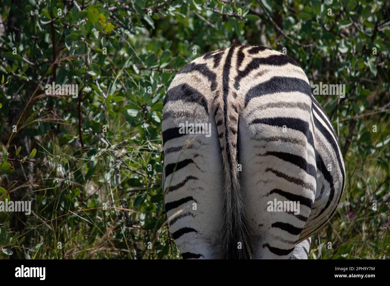 Zebra nel suo habitat naturale a Ispire Rhino e Wildlife Conservancy, Zimbabwe, Africa Foto Stock