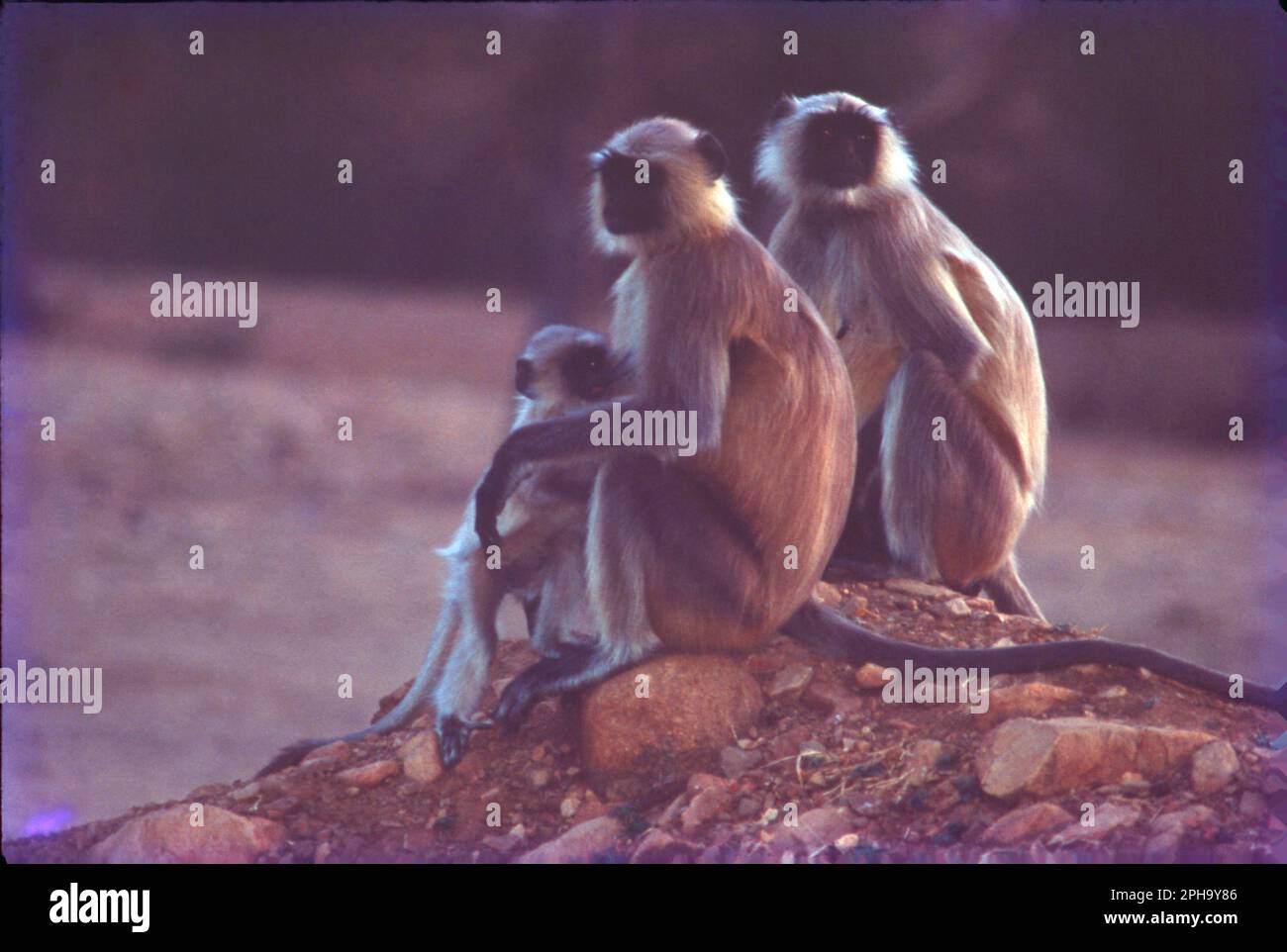 Tra tutti gli altri macachi in India, la scimmia rhesus (Macaca mulatta) è la scimmia più comune e ha occupato un ruolo importante negli aspetti culturali e tradizionali del paese. Foto Stock