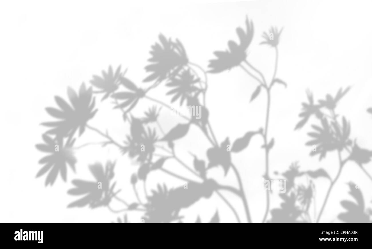 L'ombra della pianta sulla parete bianca. Sfondo estivo in bianco e nero per sovrapposizione o mockup di foto. Foto Stock