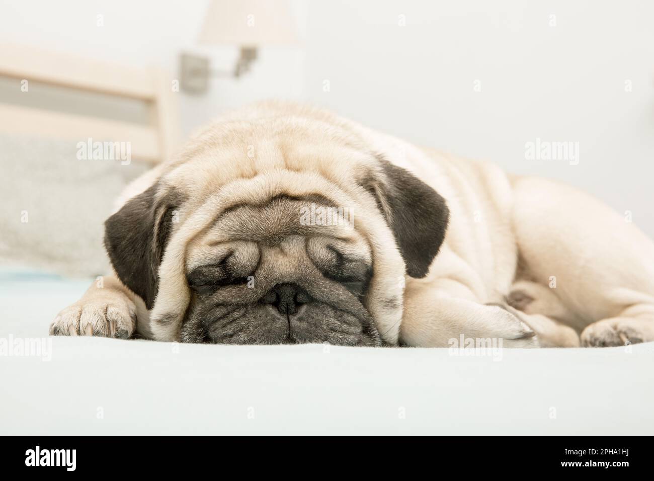 Beige cute pug cane si trova e dorme sul letto. Primo piano Foto Stock
