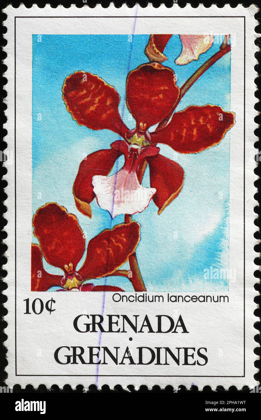 Bella orchidee rosse su francobollo da Grenada Foto Stock