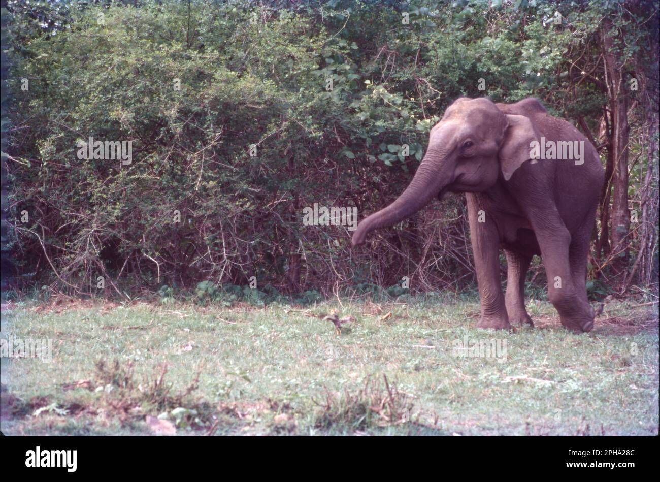 L'elefante indiano è una delle quattro sottospecie riconosciute dell'elefante asiatico e originaria dell'Asia continentale. Dal 1986, l'elefante asiatico è stato elencato come minacciato dalla lista rossa della IUCN, in quanto la popolazione selvaggia è diminuita di almeno il 50% dagli anni '1930s agli anni '1940s, ossia di tre generazioni di elefanti. L'elefante asiatico (Elephas maximus), noto anche come elefante asiatico, è l'unica specie vivente del genere Elephas. Gli elefanti indiani sono incredibilmente intelligenti ed espressivi. Sono circa 6,6 - 11,5 piedi in altezza e pesano circa 6000 - 11.000 libbre. Foto Stock