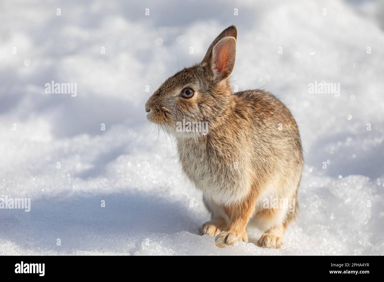 Un coniglio cottontail orientale seduto in una foresta invernale. Foto Stock