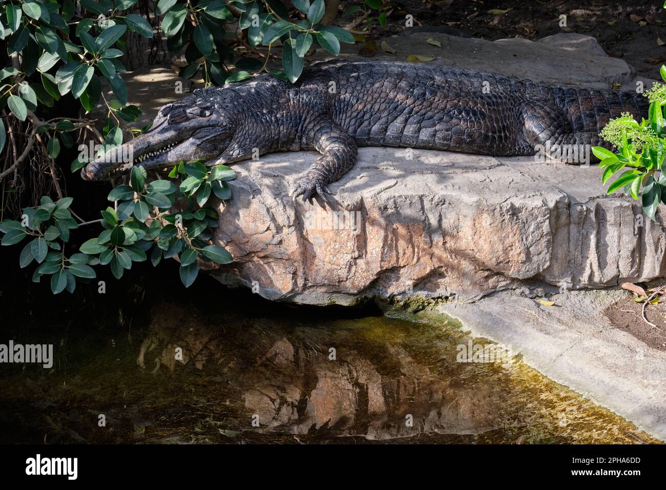 Tomistoma (Tomistoma schlegelii). Bioparc Fuengirola, Málaga, Spagna. Foto Stock