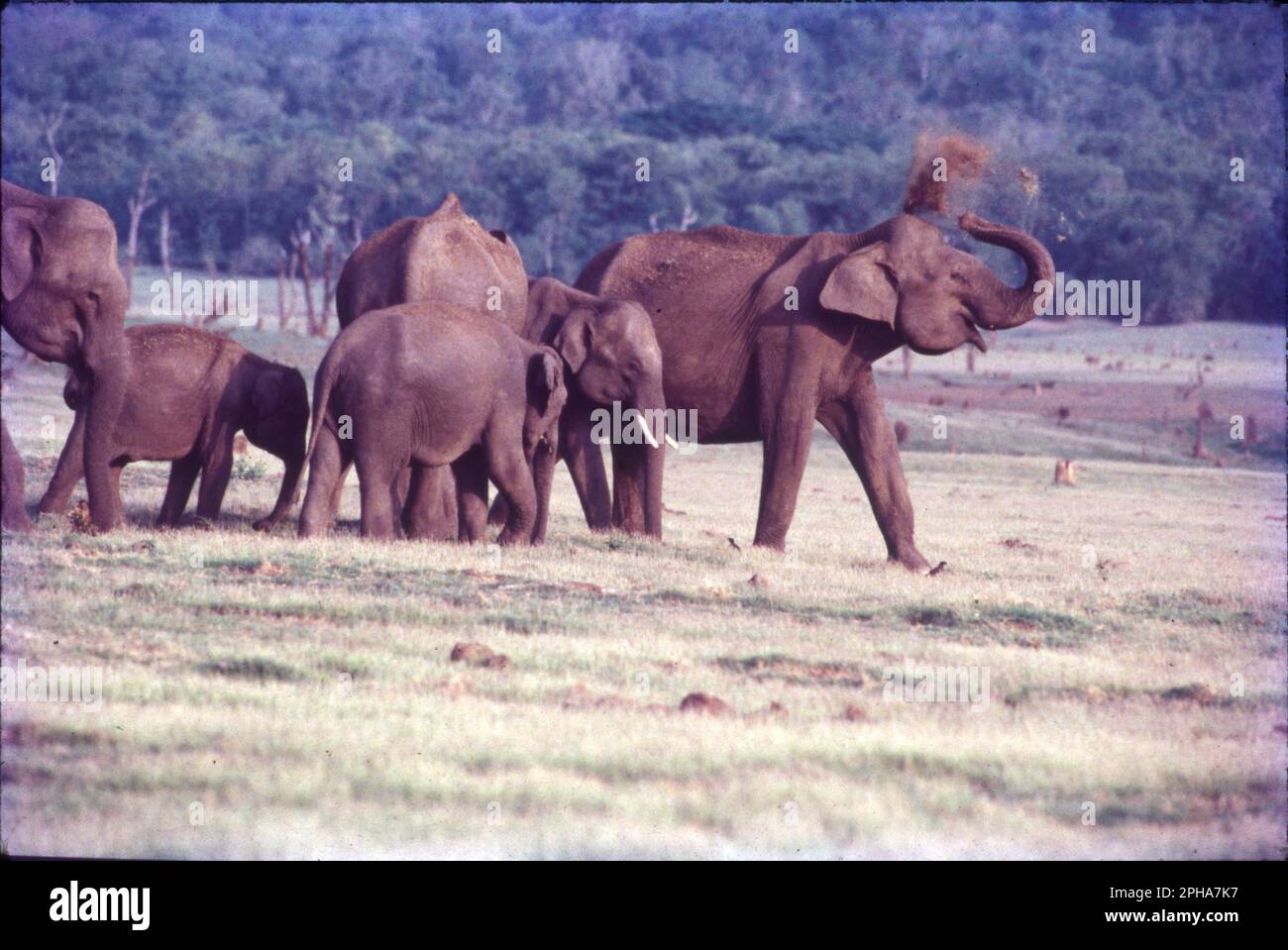 L'elefante indiano è una delle quattro sottospecie riconosciute dell'elefante asiatico e originaria dell'Asia continentale. Dal 1986, l'elefante asiatico è stato elencato come minacciato dalla lista rossa della IUCN, in quanto la popolazione selvaggia è diminuita di almeno il 50% dagli anni '1930s agli anni '1940s, ossia di tre generazioni di elefanti. L'elefante asiatico (Elephas maximus), noto anche come elefante asiatico, è l'unica specie vivente del genere Elephas. Gli elefanti indiani sono incredibilmente intelligenti ed espressivi. Sono circa 6,6 - 11,5 piedi in altezza e pesano circa 6000 - 11.000 libbre. Foto Stock