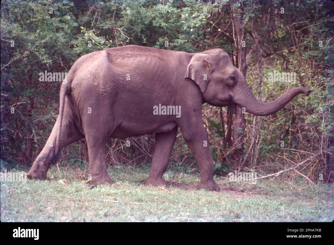 L'elefante indiano è una delle quattro sottospecie riconosciute dell'elefante asiatico e originaria dell'Asia continentale. Dal 1986, l'elefante asiatico è stato elencato come minacciato dalla lista rossa della IUCN, in quanto la popolazione selvaggia è diminuita di almeno il 50% dagli anni '1930s agli anni '1940s, ossia di tre generazioni di elefanti. L'elefante asiatico (Elephas maximus), noto anche come elefante asiatico, è l'unica specie vivente del genere Elephas. Gli elefanti indiani sono incredibilmente intelligenti ed espressivi. Sono circa 6,6 - 11,5 piedi in altezza e pesano circa 6000 - 11.000 libbre. Foto Stock