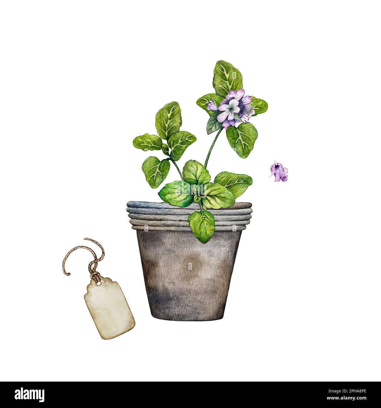 composizione di origano, tag e flower pot Foto Stock