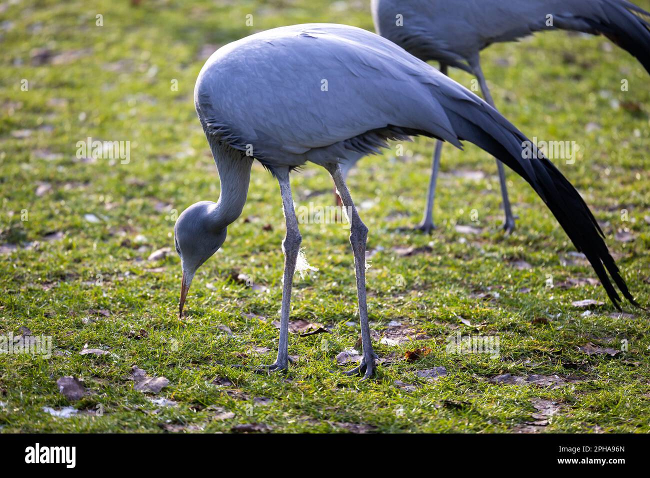 Gru blu che camminano sull'erba in cerca di cibo. Un recinto per gli uccelli feriti allo zoo Foto Stock