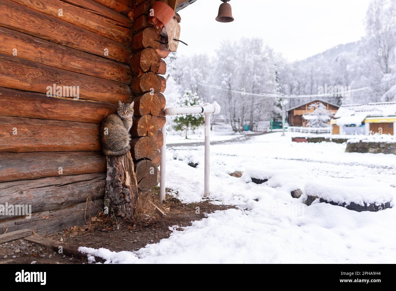 Un gatto del villaggio siede su un moncone vicino al muro di un cottage di legno con una campana sul coperchio nella neve in inverno. Foto Stock