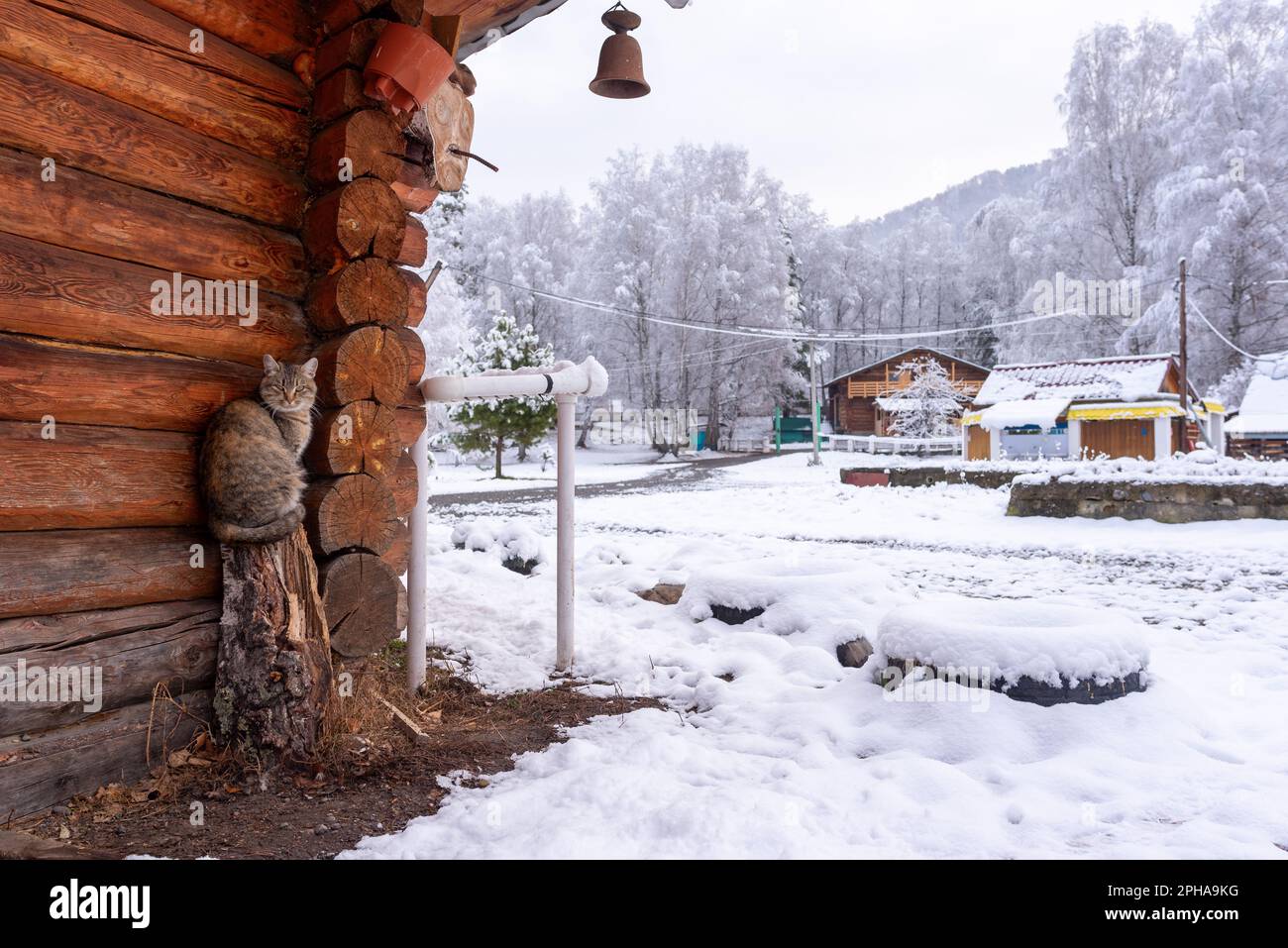 Un gatto del villaggio siede su un moncone vicino al muro di un cottage di legno con una campana sul coperchio nella neve in inverno ad Altai. Foto Stock
