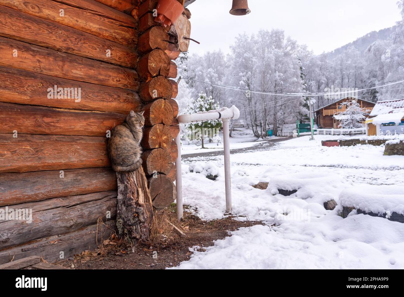 Un gatto del villaggio siede su un moncone vicino al muro di un cottage di legno con una campana sul coperchio nella neve in inverno nella Altai in Siberia. Foto Stock