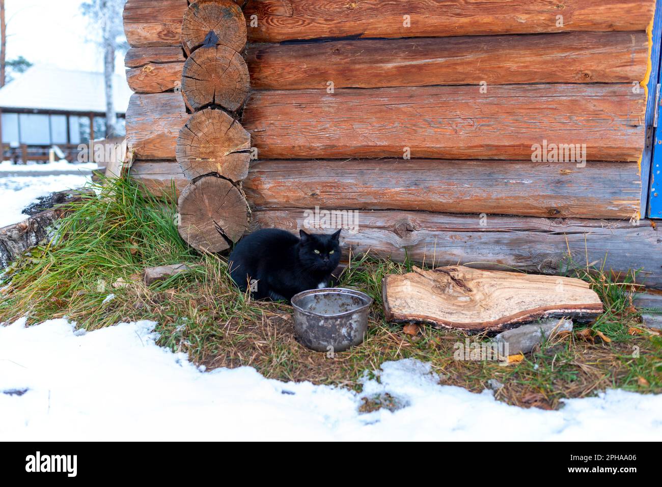 Un gatto nero siede accanto ad una pentola vuota contro il muro di un cottage di legno nella neve d'inverno nell'Altai in Siberia. Foto Stock