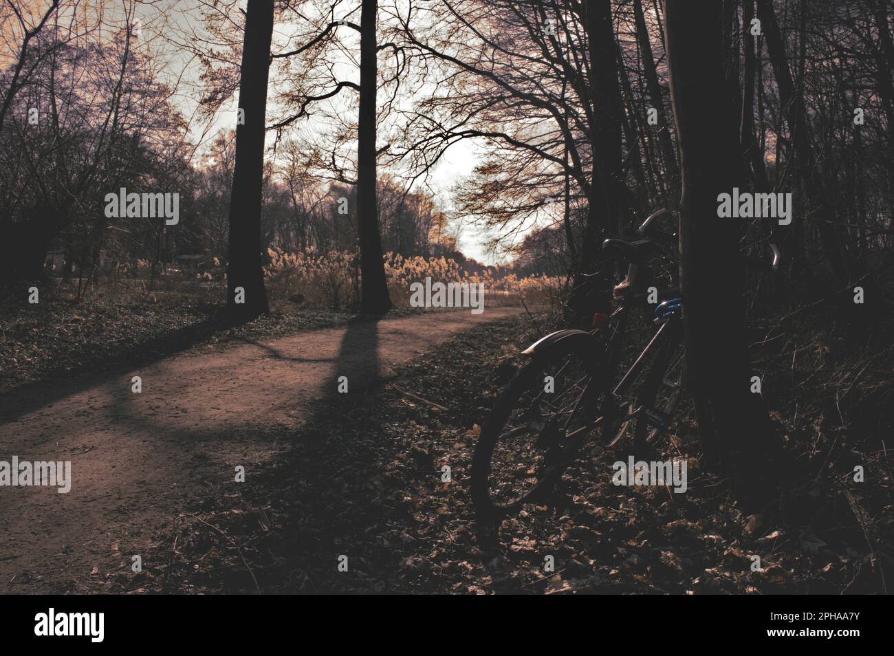 Giro in bicicletta attraverso la foresta Foto Stock