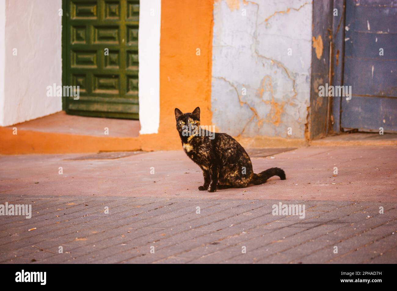 Un gatto tricolore nero e rosso con occhi verdi cammina per una strada. Ritratto di un bel gatto con occhi penetranti. Un animale domestico del pedigree. Gatti tartaruga. Foto Stock