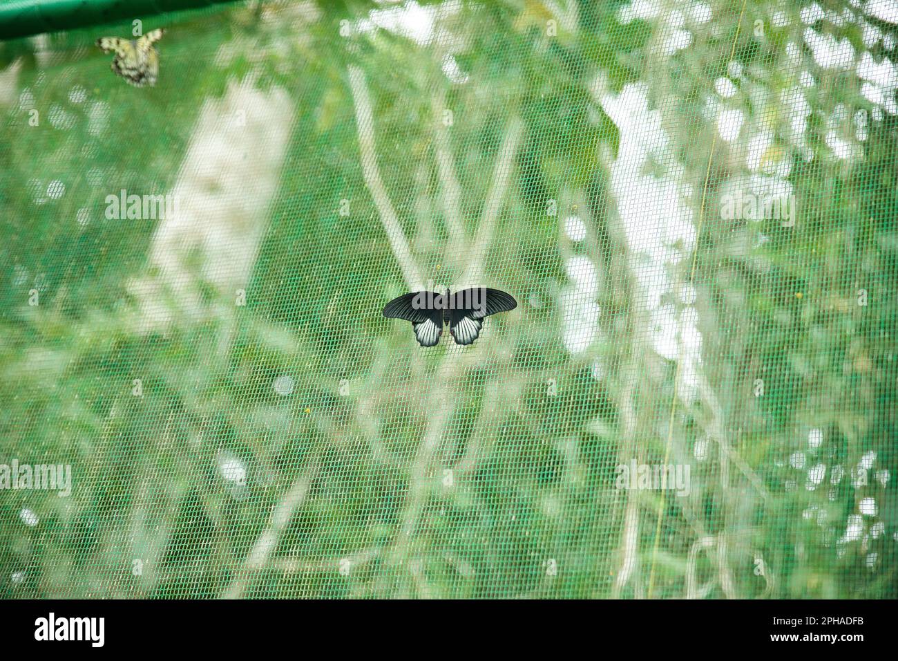 Una farfalla Papilio memnon bianca e nera da una rete verde. Foto Stock