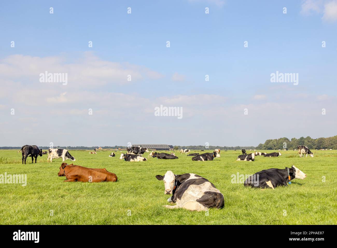 Fienate giacenti in un campo, felice e tranquillo arrossamento, soleggiato con un cielo blu, sparsi nel prato Foto Stock