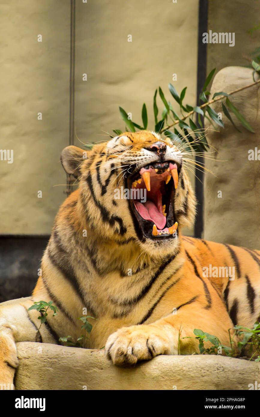 Tigre indiana che apre la bocca e mostra lunghi canini Foto Stock