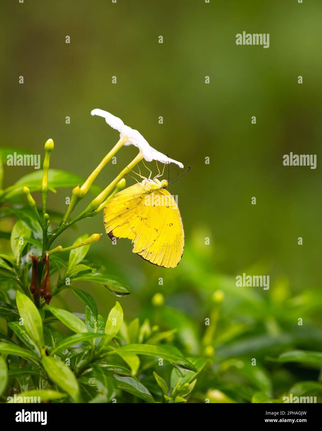 Vista ravvicinata di una farfalla comune color giallo erba (Erema hecabe) che riposa su fiori bianchi nel giardino di Mangalore a Karnataka, India. Foto Stock