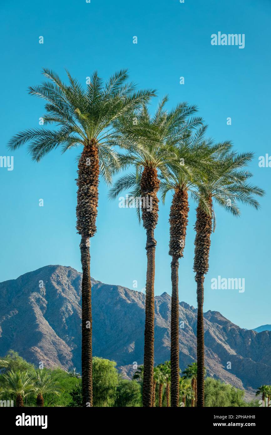 Palme e montagne desertiche a Palm Springs, California Foto Stock