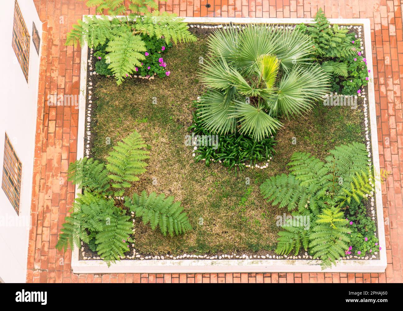 Un piccolo giardino di felci a forma quadrata nella regione dell'Algarve in Portogallo, visto dall'alto. Foto Stock