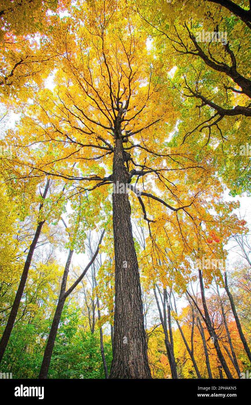 Gli alberi di acero scoppiarono in un colore autunnale in una foresta del Minnesota. Foto Stock