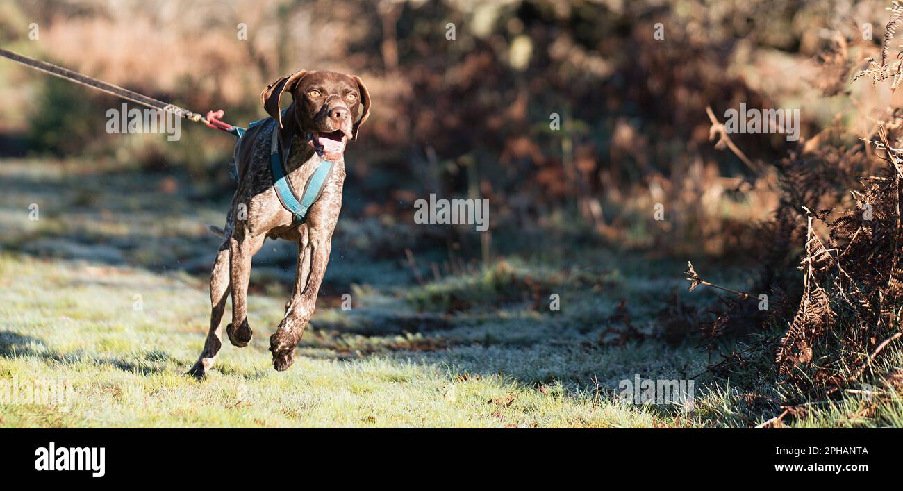 Canicross, bikejoring. Corsa di mushing del pointerdog tedesco a pelo corto, trasporto di tiraggio veloce del cane della slitta con musher del cane, gara autunnale nei boschi Foto Stock