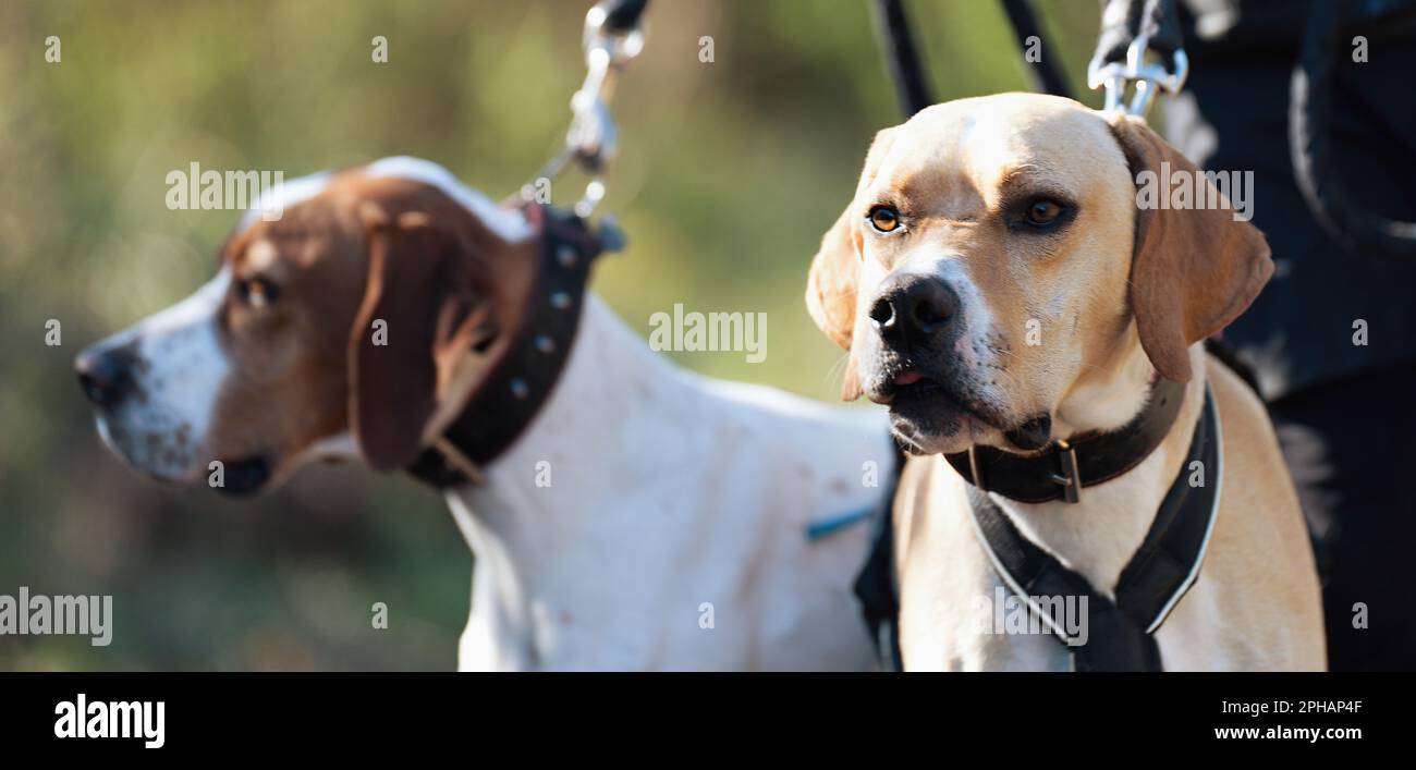 Canicross, bikejoring.Two cani labrador Retriever corsa di mushing, veloce cane slitta trainare trasporto con cane musher, gara autunnale in boschi, cane da slitta Foto Stock