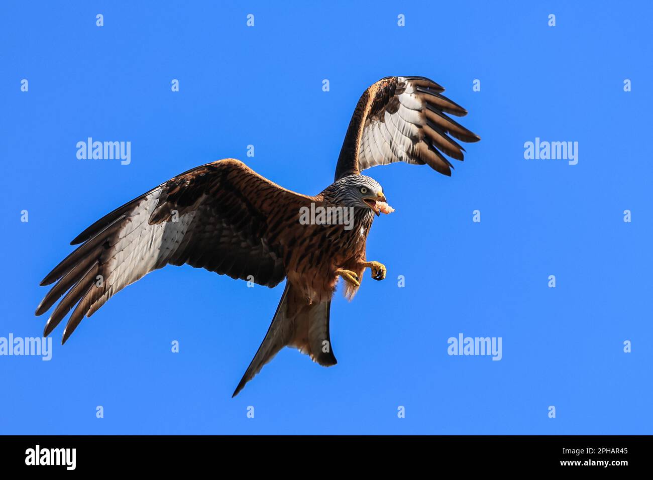 I Red Kites sorvolano attraverso il cielo mentre si nutrono al Muddy Boots Cafe, Harewood, Leeds, Regno Unito. 27th Mar, 2023. (Foto di Mark Cosgrove/News Images) a Harewood, Leeds, Regno Unito il 3/27/2023. (Foto di Mark Cosgrove/News Images/Sipa USA) Credit: Sipa USA/Alamy Live News Foto Stock