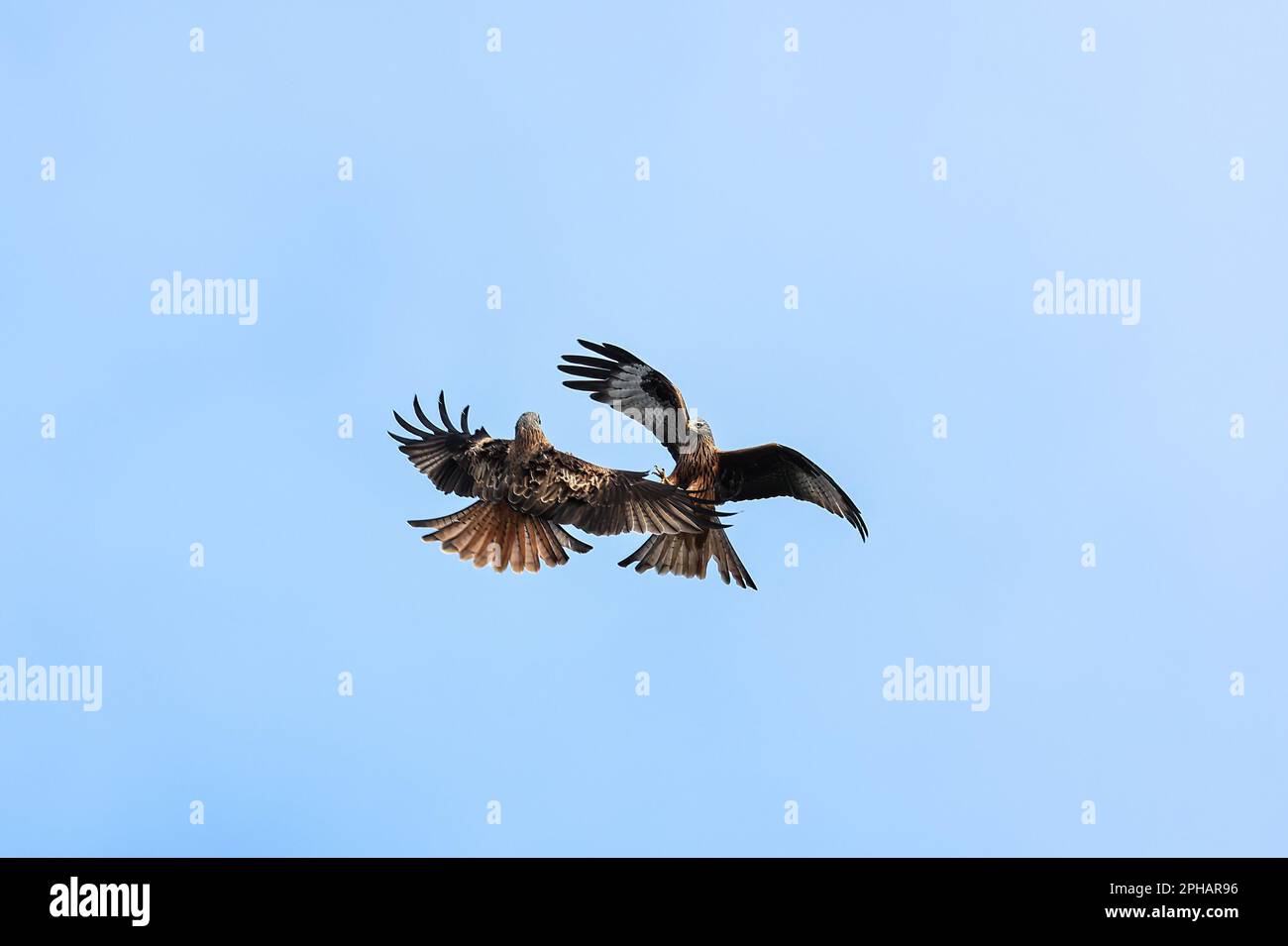 I Red Kites sorvolano attraverso il cielo mentre si nutrono al Muddy Boots Cafe, Harewood, Leeds, Regno Unito. 27th Mar, 2023. (Foto di Mark Cosgrove/News Images) a Harewood, Leeds, Regno Unito il 3/27/2023. (Foto di Mark Cosgrove/News Images/Sipa USA) Credit: Sipa USA/Alamy Live News Foto Stock