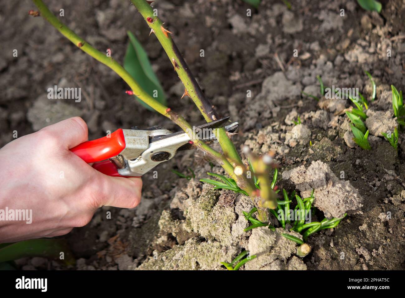 Una mano tiene i secateurs e taglia un ramo di un cespuglio di rosa. Messa a fuoco selettiva Foto Stock