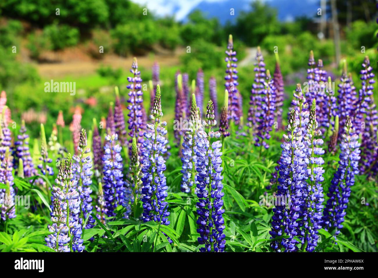 Fiori colorati di Lupinus (ghiaccio opaco) in fiore, primo piano di fiori di Lupinus blu e viola che fioriscono nel giardino in primavera Foto Stock