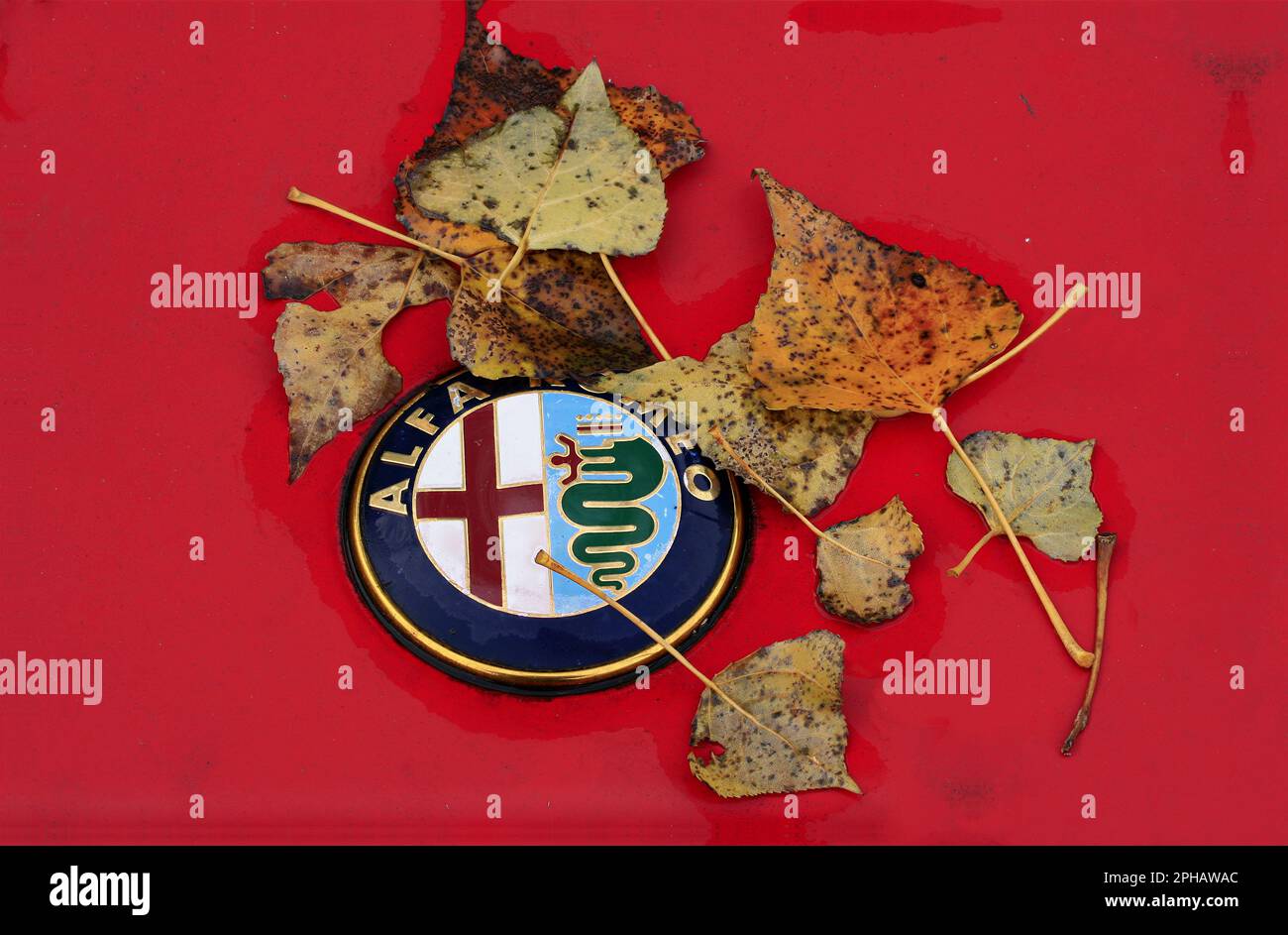 Motorhaube mit Alfa Romeo Plakette und Herbstlaub, Bonnet con badge Alfa Romeo e foglie autunnali Foto Stock