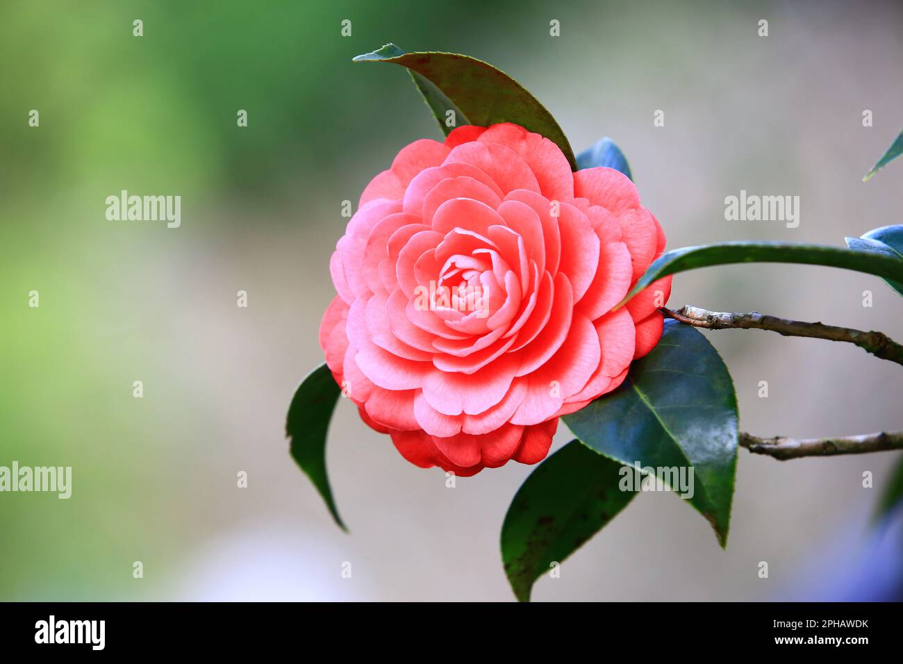 Primo piano di un bel fiore rosso Camellia che fiorisce nel giardino in primavera Foto Stock
