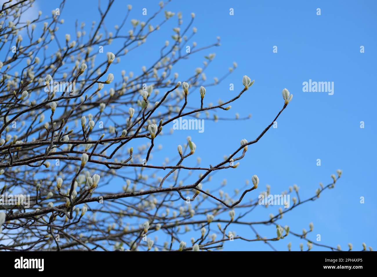 Fiori fioriscono su un albero contro un cielo blu Foto Stock