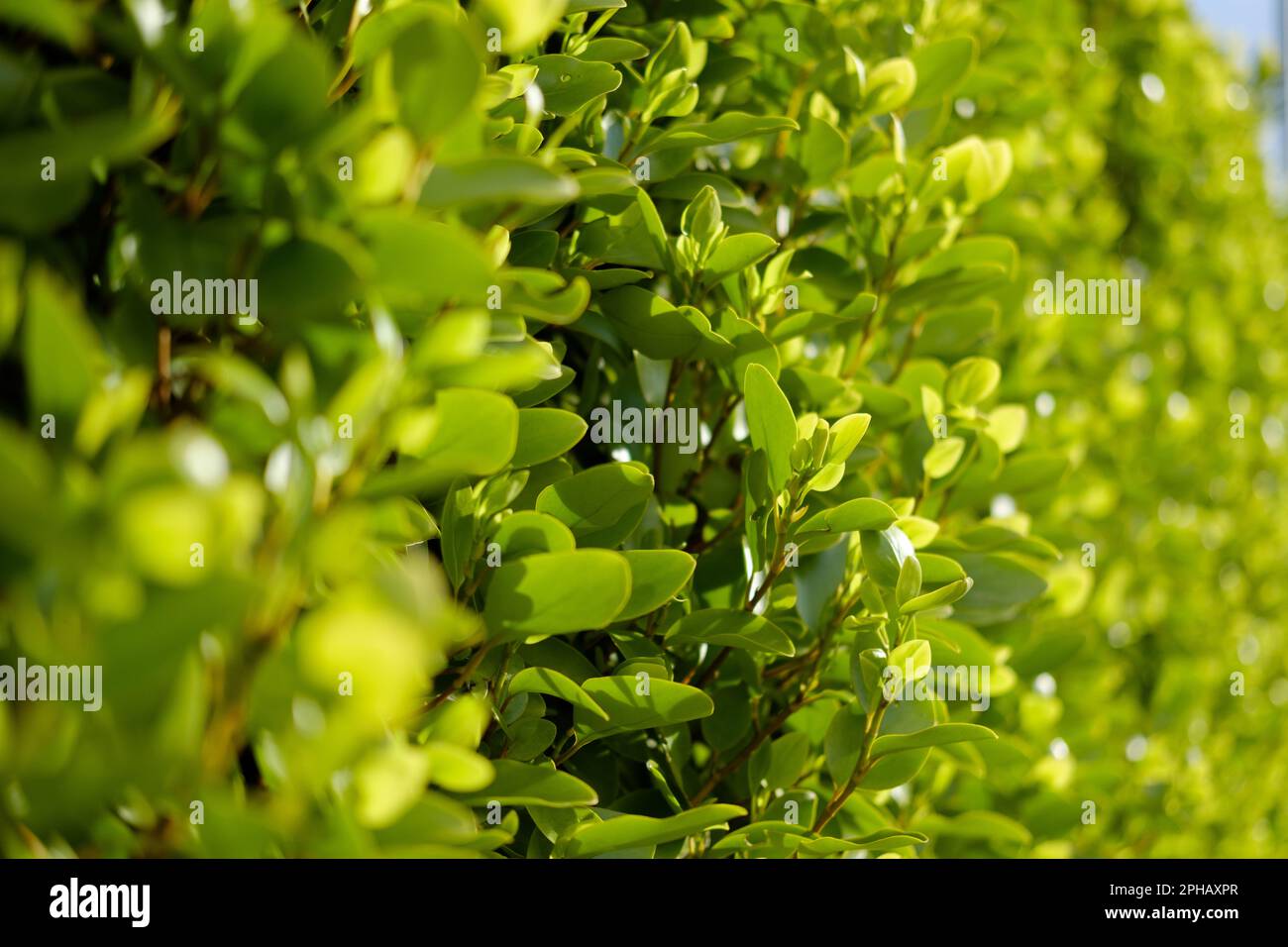 Un siepo verde vibrante in una giornata di sole Foto Stock